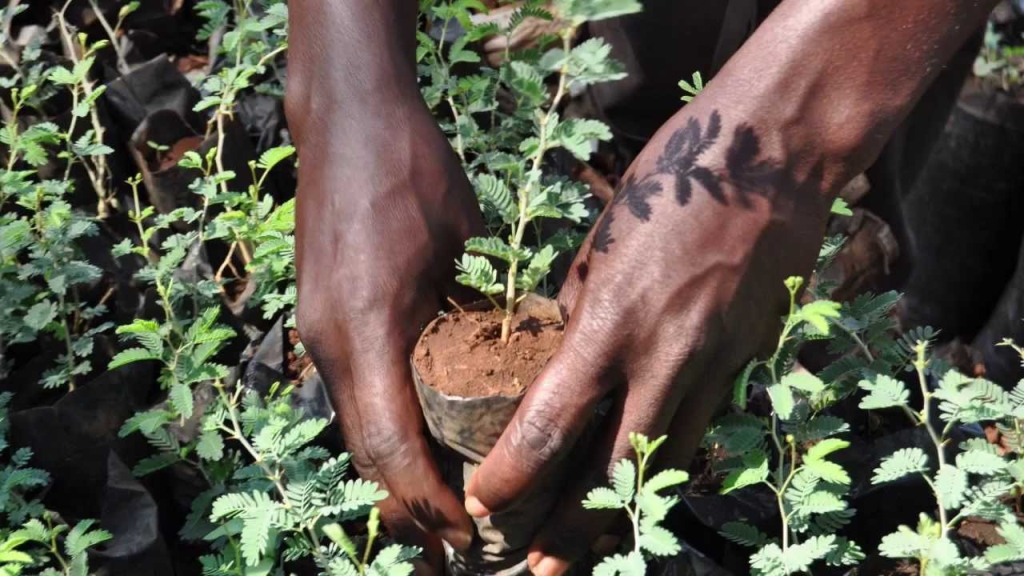 SENEGAL: BIRAHIM, L'UOMO CHE PIANTAVA ALBERI